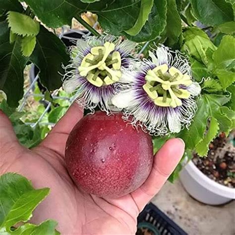 where to buy passion fruit plant